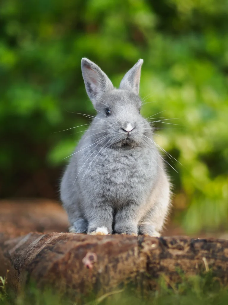 83.- Tienda en línea de productos de belleza sin crueldad animal