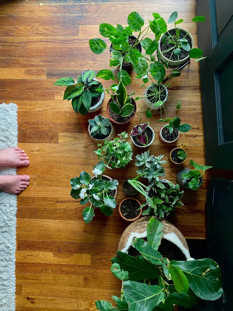 43.- Tienda de plantas y jardinería en línea