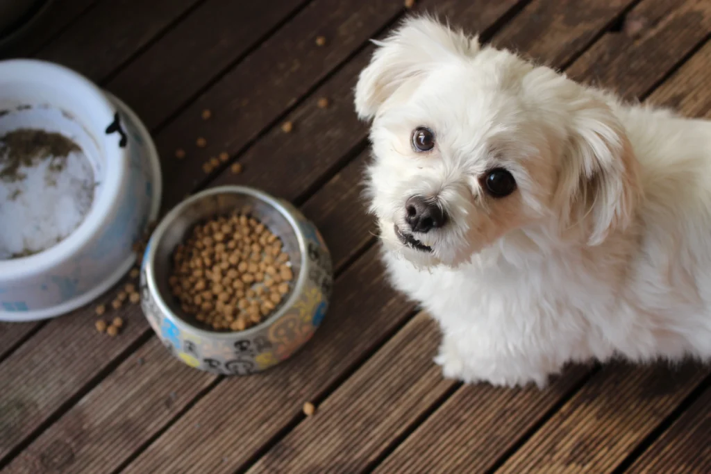 95- Tienda de productos para el cuidado de mascotas especializados