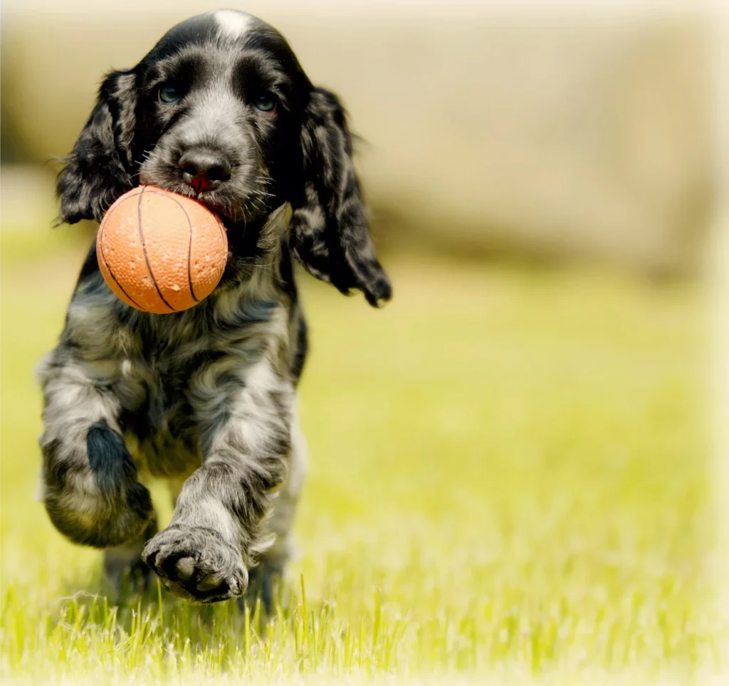 Ideas de negocios rentables
34.- Servicio de entrenamiento y cuidado de mascotas