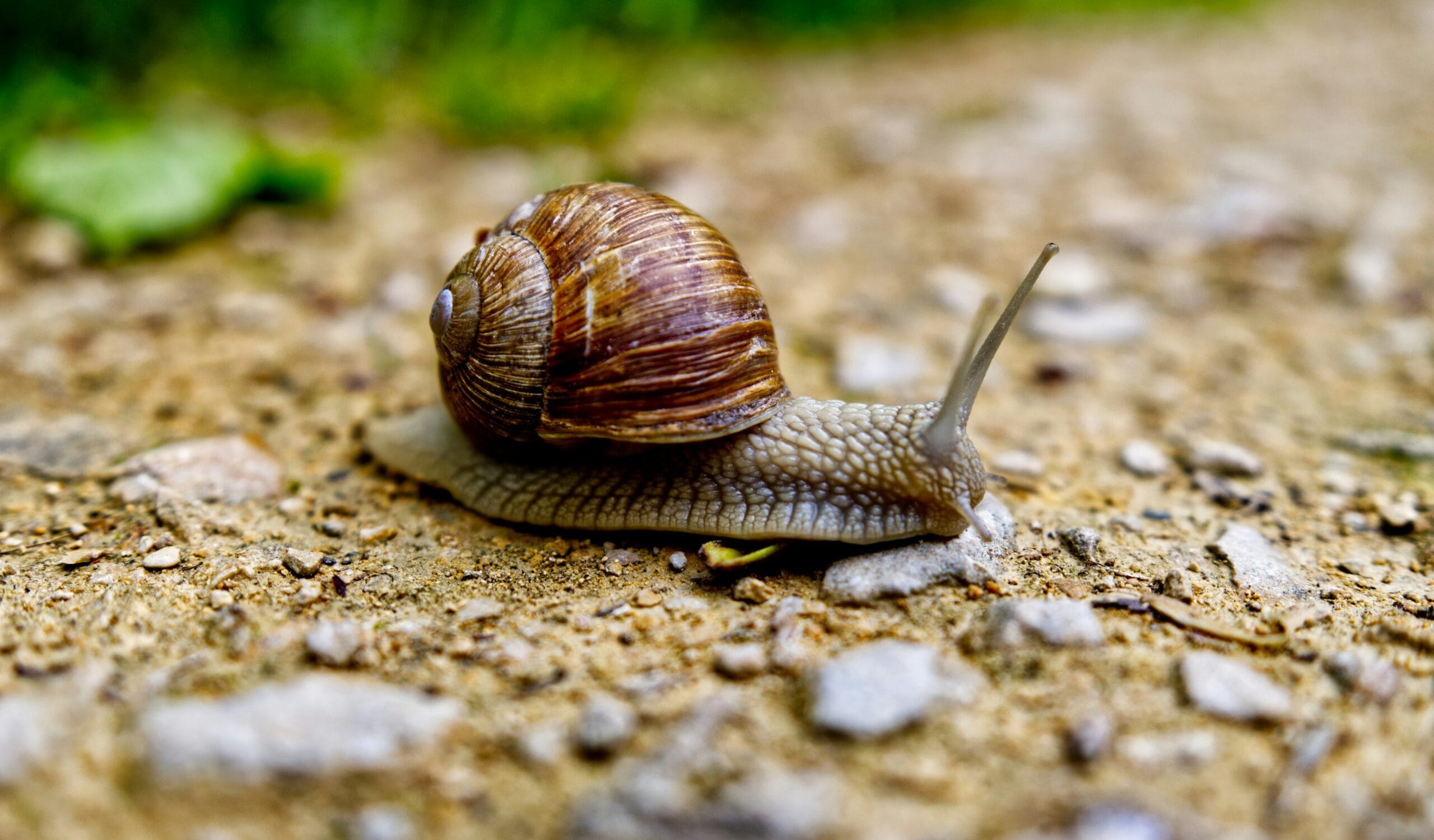 caracol